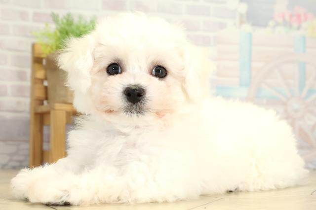 岐阜県のビションフリーゼ (Coo&RIKU岐南店/2026年2月4日生まれ/男の子/ホワイト)の子犬の3枚目の画像