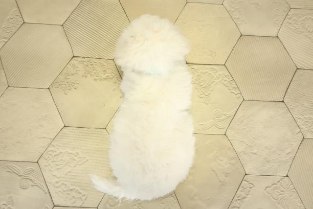 岐阜県のビションフリーゼ (Coo&RIKU岐南店/2026年2月4日生まれ/男の子/ホワイト)の子犬の4枚目の画像