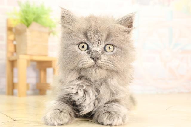 ブリティッシュロングヘアー