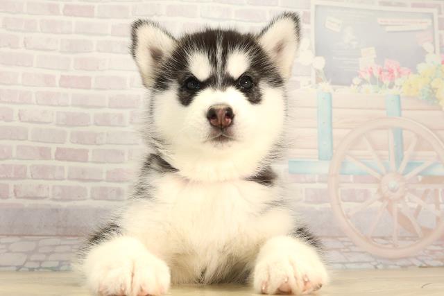 静岡県のシベリアンハスキー (Coo&RIKU沼津店/2026年2月3日生まれ/女の子/ブラックホワイト)の子犬の1枚目の画像