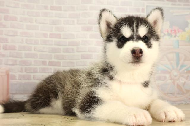 静岡県のシベリアンハスキー (Coo&RIKU沼津店/2026年2月3日生まれ/女の子/ブラックホワイト)の子犬の2枚目の画像