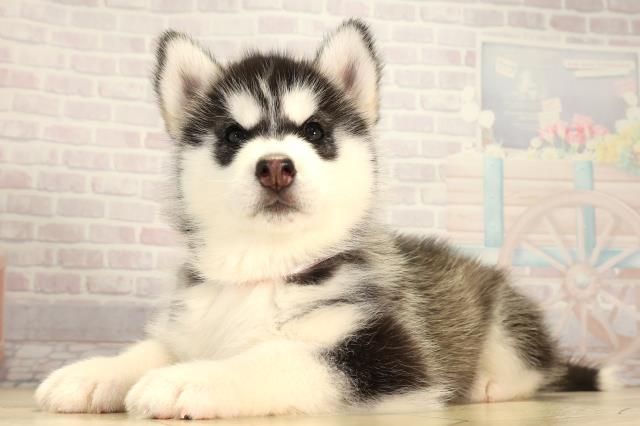 静岡県のシベリアンハスキー (Coo&RIKU沼津店/2026年2月3日生まれ/女の子/ブラックホワイト)の子犬の3枚目の画像