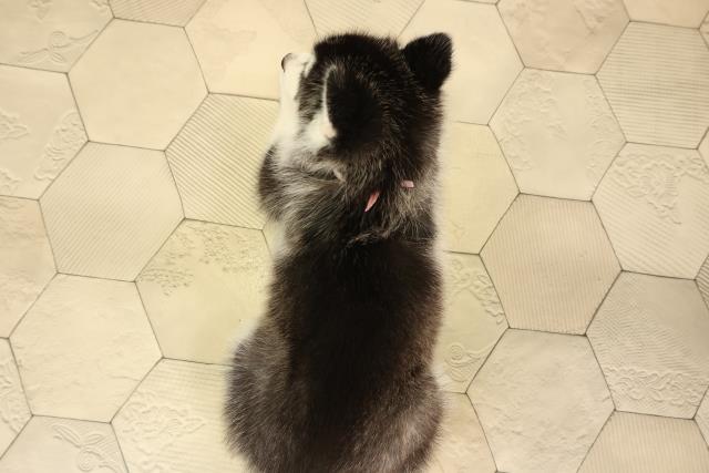 静岡県のシベリアンハスキー (Coo&RIKU沼津店/2026年2月3日生まれ/女の子/ブラックホワイト)の子犬の4枚目の画像