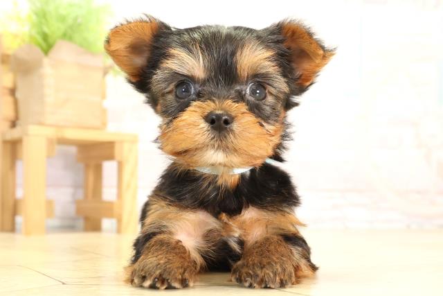 2026年2月2日生まれのヨークシャーテリア