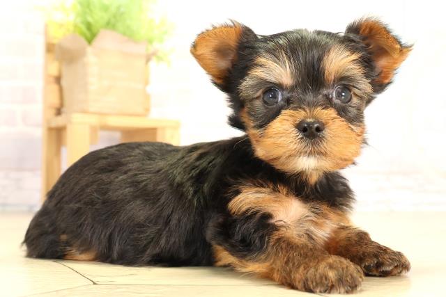 静岡県のヨークシャーテリア (Coo&RIKU浜松店/2026年2月2日生まれ/男の子/スチールブルータン)の子犬の2枚目の画像