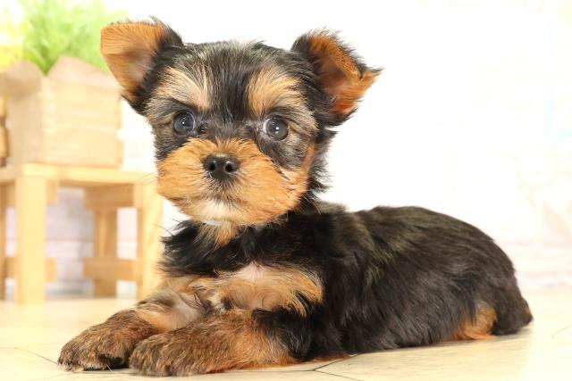 静岡県のヨークシャーテリア (Coo&RIKU浜松店/2026年2月2日生まれ/男の子/スチールブルータン)の子犬の3枚目の画像