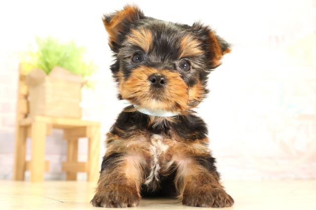 静岡県のヨークシャーテリア (Coo&RIKU富士店/2026年2月2日生まれ/男の子/スチールブルータン)の子犬の1枚目の画像