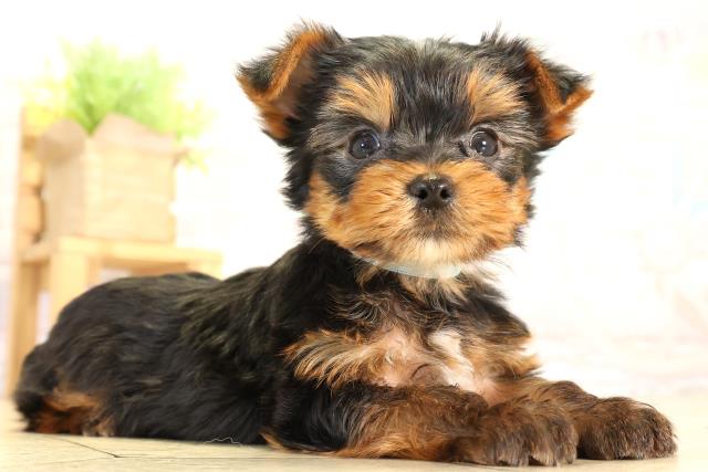 静岡県のヨークシャーテリア (Coo&RIKU富士店/2026年2月2日生まれ/男の子/スチールブルータン)の子犬の2枚目の画像