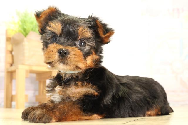 静岡県のヨークシャーテリア (Coo&RIKU富士店/2026年2月2日生まれ/男の子/スチールブルータン)の子犬の3枚目の画像