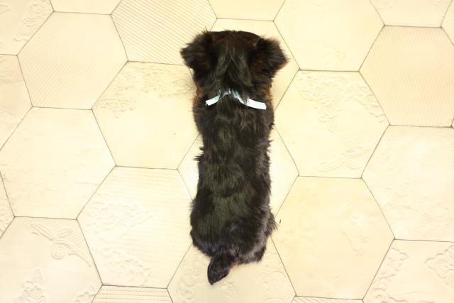 静岡県のヨークシャーテリア (Coo&RIKU富士店/2026年2月2日生まれ/男の子/スチールブルータン)の子犬の4枚目の画像