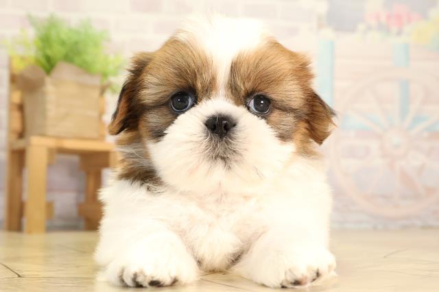 愛知県のシーズー (Coo&RIKU春日井店/2026年2月3日生まれ/男の子/ゴールドホワイト)の子犬の1枚目の画像