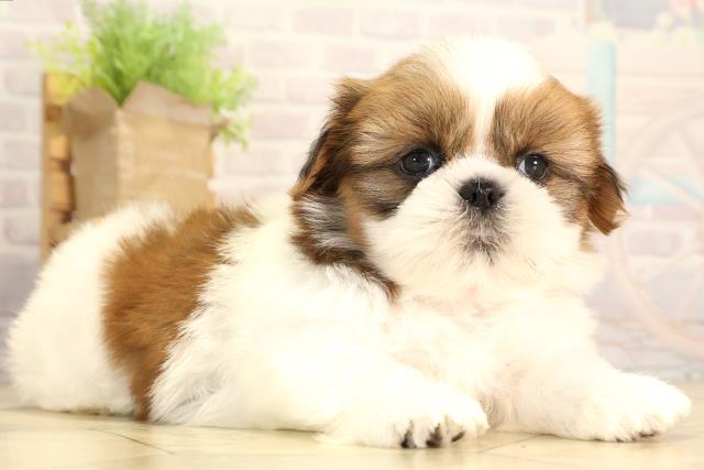 愛知県のシーズー (Coo&RIKU春日井店/2026年2月3日生まれ/男の子/ゴールドホワイト)の子犬の2枚目の画像