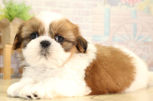 愛知県のシーズー (Coo&RIKU春日井店/2026年2月3日生まれ/男の子/ゴールドホワイト)の子犬の3枚目の画像