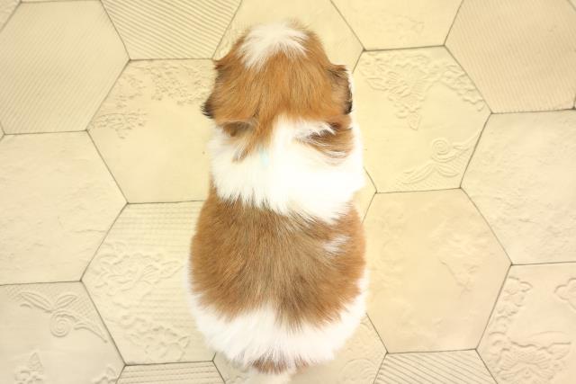 愛知県のシーズー (Coo&RIKU春日井店/2026年2月3日生まれ/男の子/ゴールドホワイト)の子犬の4枚目の画像