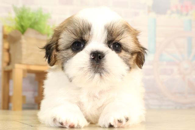 静岡県のシーズー (Coo&RIKU富士店/2026年2月3日生まれ/男の子/ゴールドホワイト)の子犬の1枚目の画像