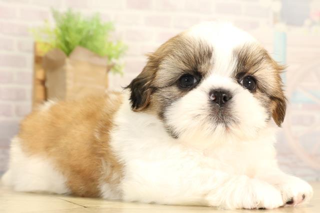 静岡県のシーズー (Coo&RIKU富士店/2026年2月3日生まれ/男の子/ゴールドホワイト)の子犬の2枚目の画像