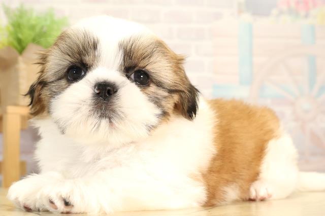 静岡県のシーズー (Coo&RIKU富士店/2026年2月3日生まれ/男の子/ゴールドホワイト)の子犬の3枚目の画像