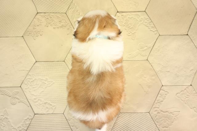 静岡県のシーズー (Coo&RIKU富士店/2026年2月3日生まれ/男の子/ゴールドホワイト)の子犬の4枚目の画像