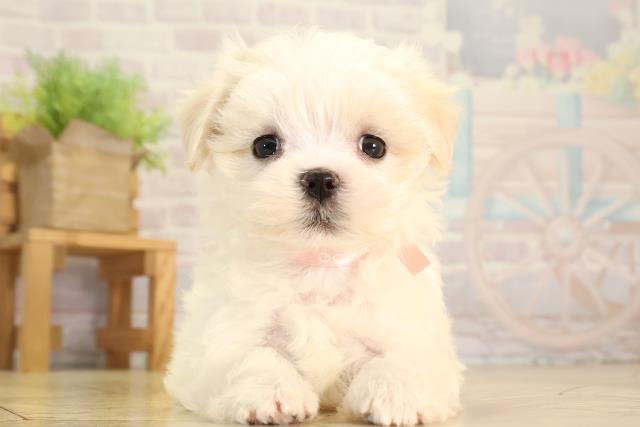 静岡県のマルチーズ (Coo&RIKU富士店/2026年2月1日生まれ/女の子/ホワイト)の子犬の1枚目の画像