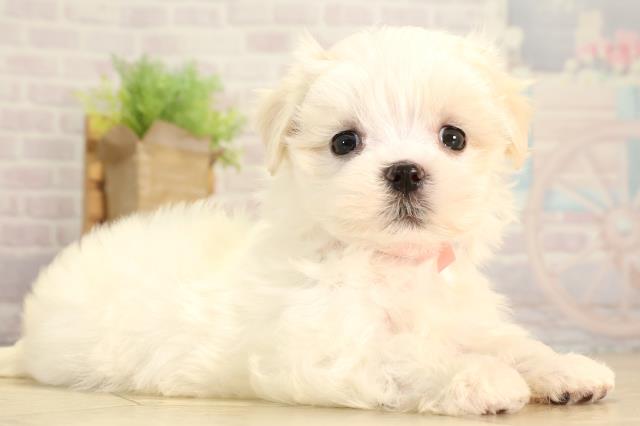 静岡県のマルチーズ (Coo&RIKU富士店/2026年2月1日生まれ/女の子/ホワイト)の子犬の2枚目の画像