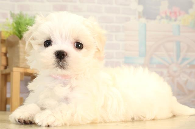 静岡県のマルチーズ (Coo&RIKU富士店/2026年2月1日生まれ/女の子/ホワイト)の子犬の3枚目の画像