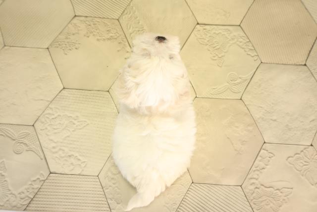 静岡県のマルチーズ (Coo&RIKU富士店/2026年2月1日生まれ/女の子/ホワイト)の子犬の4枚目の画像