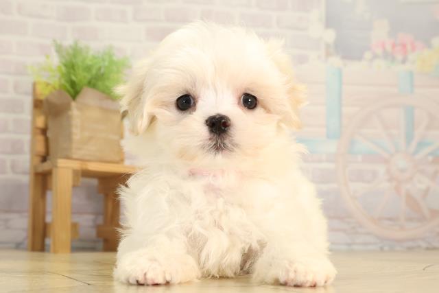 岐阜県のマルチーズ (Coo&RIKU各務原店/2026年2月1日生まれ/女の子/ホワイト)の子犬の1枚目の画像