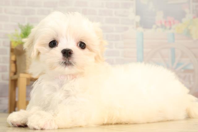 岐阜県のマルチーズ (Coo&RIKU各務原店/2026年2月1日生まれ/女の子/ホワイト)の子犬の3枚目の画像