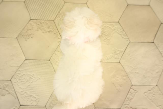 岐阜県のマルチーズ (Coo&RIKU各務原店/2026年2月1日生まれ/女の子/ホワイト)の子犬の4枚目の画像