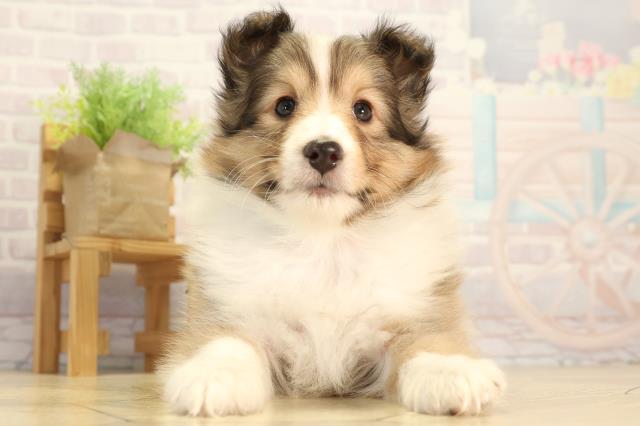 シェットランドシープドッグ