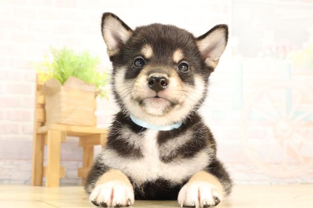 静岡県の柴犬(標準サイズ) (Coo&RIKU静岡SBS通り店/2026年2月4日生まれ/男の子/黒)の子犬の1枚目の画像