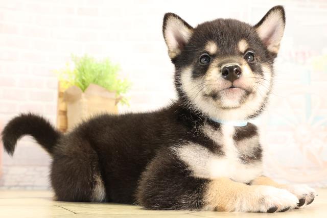 静岡県の柴犬(標準サイズ) (Coo&RIKU静岡SBS通り店/2026年2月4日生まれ/男の子/黒)の子犬の2枚目の画像