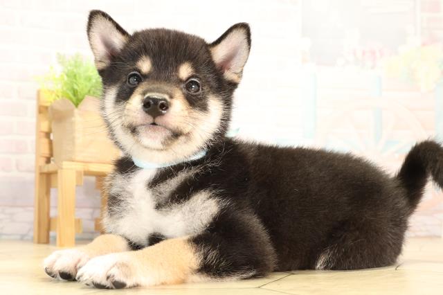 静岡県の柴犬(標準サイズ) (Coo&RIKU静岡SBS通り店/2026年2月4日生まれ/男の子/黒)の子犬の3枚目の画像