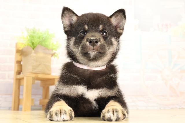 2026年2月4日生まれの柴犬(標準サイズ)