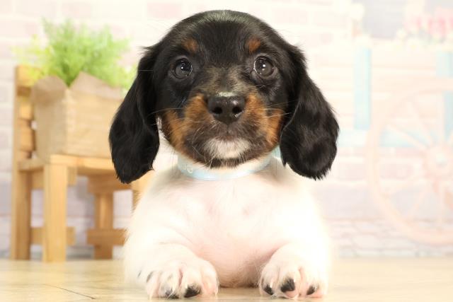 岐阜県のミニチュアダックスフンド(ロング) (Coo&RIKU各務原店/2026年2月4日生まれ/男の子/ブラックタンパイボールド)の子犬の1枚目の画像