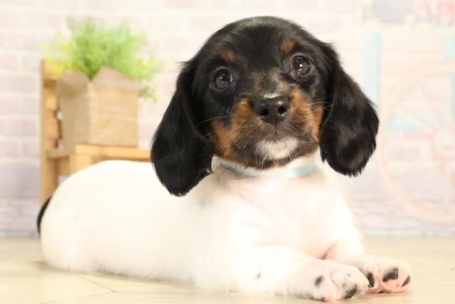 岐阜県のミニチュアダックスフンド(ロング) (Coo&RIKU各務原店/2026年2月4日生まれ/男の子/ブラックタンパイボールド)の子犬の2枚目の画像