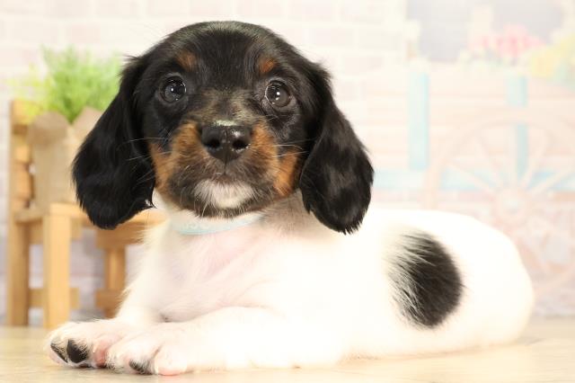 岐阜県のミニチュアダックスフンド(ロング) (Coo&RIKU各務原店/2026年2月4日生まれ/男の子/ブラックタンパイボールド)の子犬の3枚目の画像