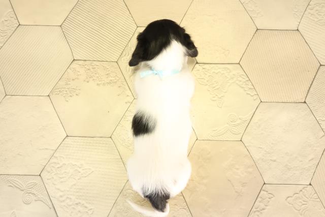 岐阜県のミニチュアダックスフンド(ロング) (Coo&RIKU各務原店/2026年2月4日生まれ/男の子/ブラックタンパイボールド)の子犬の4枚目の画像