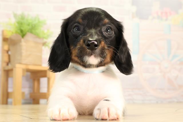 岐阜県のミニチュアダックスフンド(ロング) (Coo&RIKU岐南店/2026年2月4日生まれ/男の子/ブラックタンパイボールド)の子犬の1枚目の画像