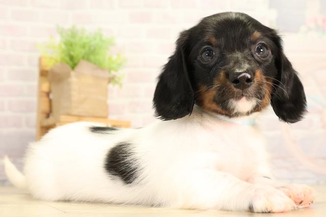 岐阜県のミニチュアダックスフンド(ロング) (Coo&RIKU岐南店/2026年2月4日生まれ/男の子/ブラックタンパイボールド)の子犬の2枚目の画像