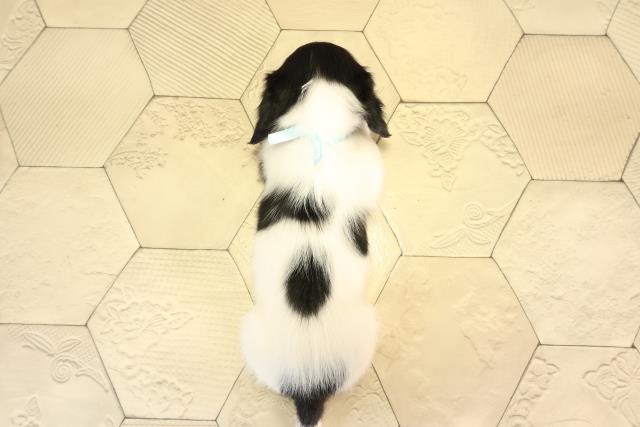 岐阜県のミニチュアダックスフンド(ロング) (Coo&RIKU岐南店/2026年2月4日生まれ/男の子/ブラックタンパイボールド)の子犬の4枚目の画像