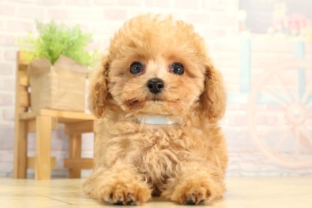 静岡県のトイプードル(トイ) (Coo&RIKU掛川店/2026年1月29日生まれ/男の子/オレンジフォーン)の子犬の1枚目の画像