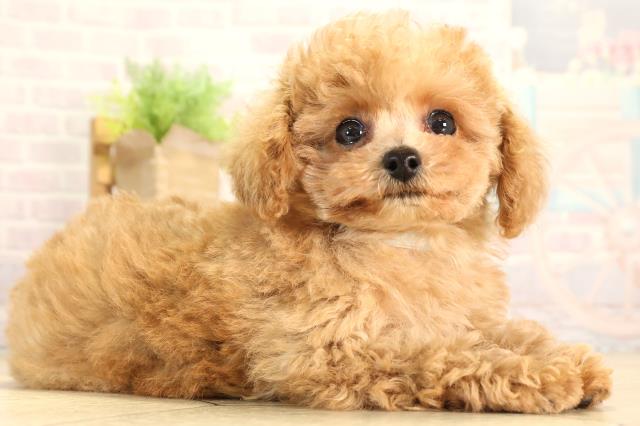 静岡県のトイプードル(トイ) (Coo&RIKU掛川店/2026年1月29日生まれ/男の子/オレンジフォーン)の子犬の2枚目の画像