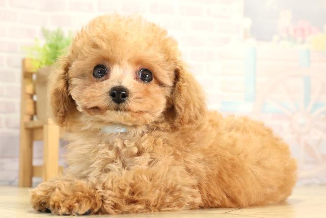 静岡県のトイプードル(トイ) (Coo&RIKU掛川店/2026年1月29日生まれ/男の子/オレンジフォーン)の子犬の3枚目の画像