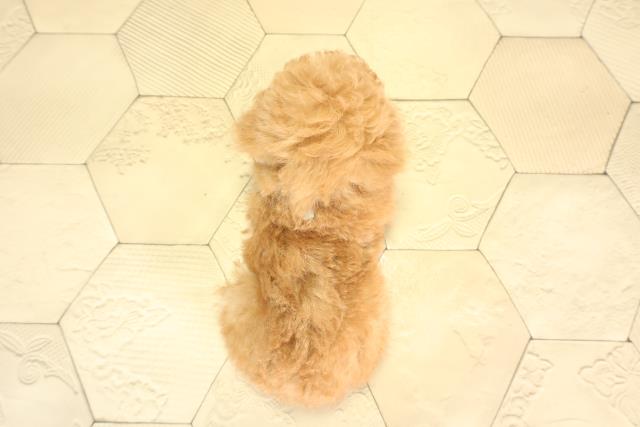 静岡県のトイプードル(トイ) (Coo&RIKU掛川店/2026年1月29日生まれ/男の子/オレンジフォーン)の子犬の4枚目の画像