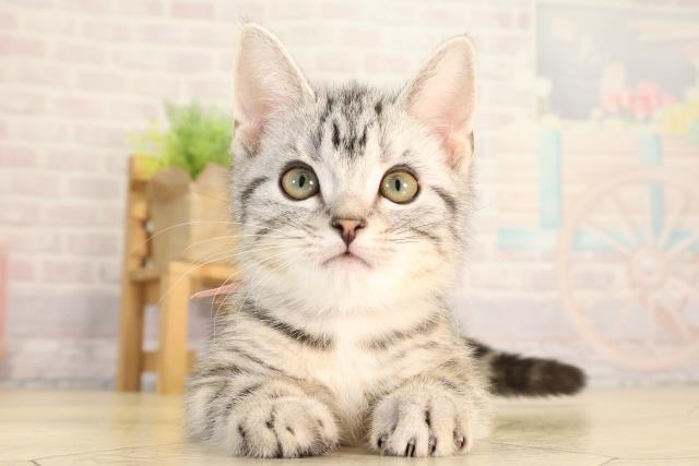 愛知県のアメリカンショートヘアー (Coo&RIKU春日井店/2026年2月3日生まれ/男の子/シルバータビー)の子猫の1枚目の画像