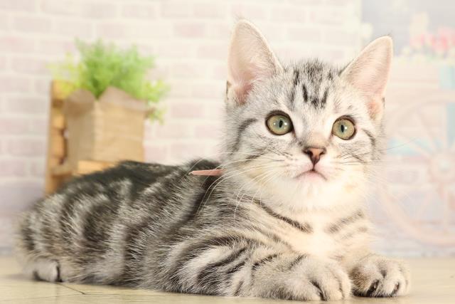 愛知県のアメリカンショートヘアー (Coo&RIKU春日井店/2026年2月3日生まれ/男の子/シルバータビー)の子猫の2枚目の画像