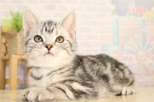 愛知県のアメリカンショートヘアー (Coo&RIKU春日井店/2026年2月3日生まれ/男の子/シルバータビー)の子猫の3枚目の画像
