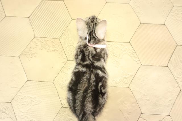 愛知県のアメリカンショートヘアー (Coo&RIKU春日井店/2026年2月3日生まれ/男の子/シルバータビー)の子猫の4枚目の画像