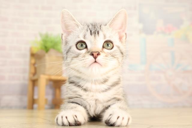 岐阜県のアメリカンショートヘアー (Coo&RIKU岐南店/2026年2月3日生まれ/男の子/シルバータビー)の子猫の1枚目の画像